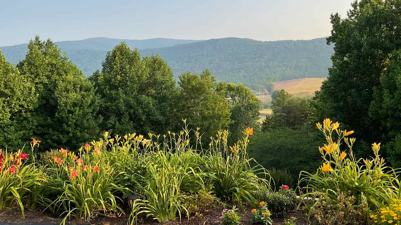 Parker Mountain-flowers