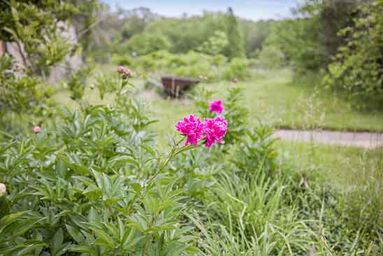 Close-up of blooming pink rose along a garden path at 1701 Harrington Road, Orange VA, with lush greenery in the background.