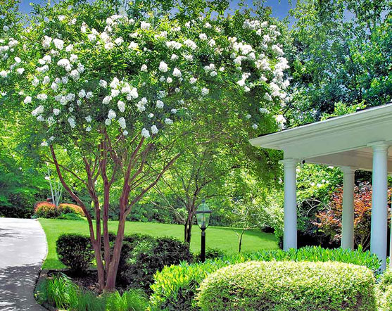 A serene garden scene featuring a lush green lawn, a blooming white crepe myrtle tree, and manicured shrubs. A classic Southern-style porch with white columns extends from a brick home, overlooking a winding driveway framed by vibrant landscaping.