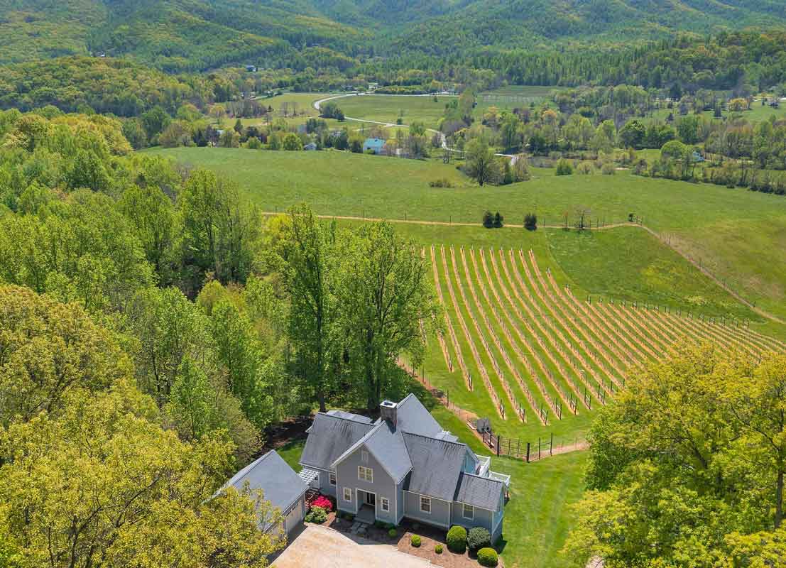 vineyard