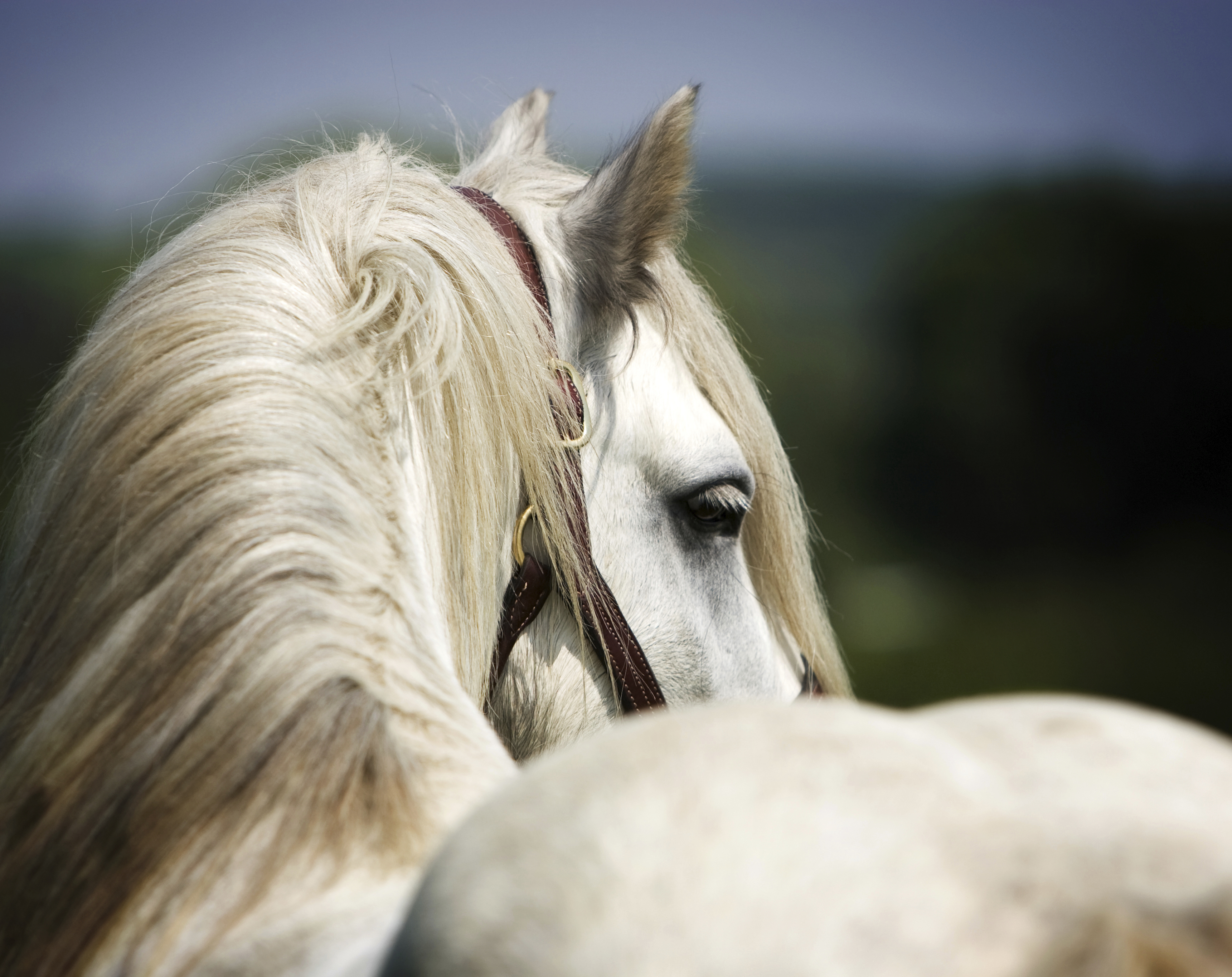 Grey Horse On Country Estate