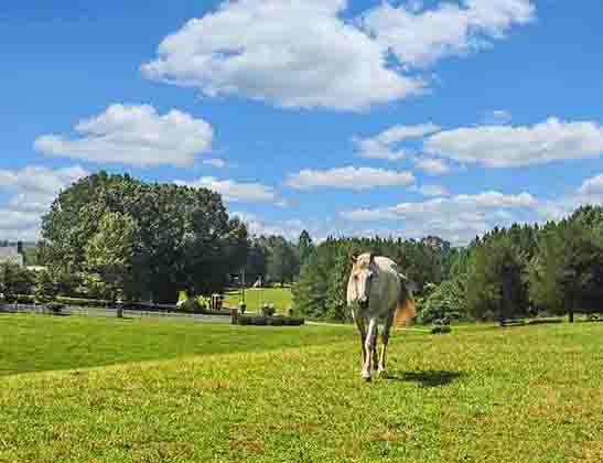 pam horse site