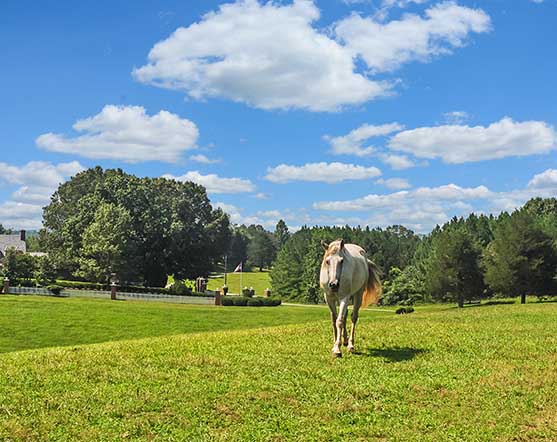 A serene pastoral scene with a white horse walking across a lush, green pasture under a bright blue sky with fluffy clouds. A charming estate with a white fence and trees completes the peaceful countryside view.