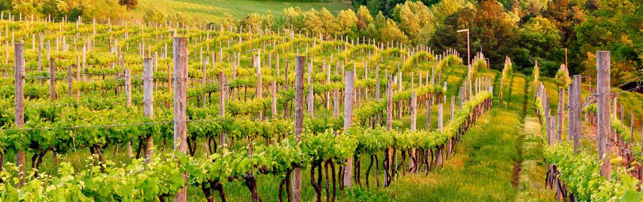 Braided show horse in bridle at equestrian event, close-up in black and white, highlighting horse grooming and elegance.