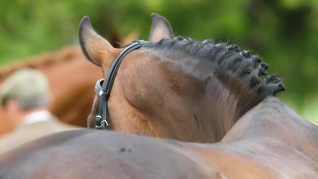 Braided show horse in bridle at equestrian event, close-up in black and white, highlighting horse grooming and elegance.