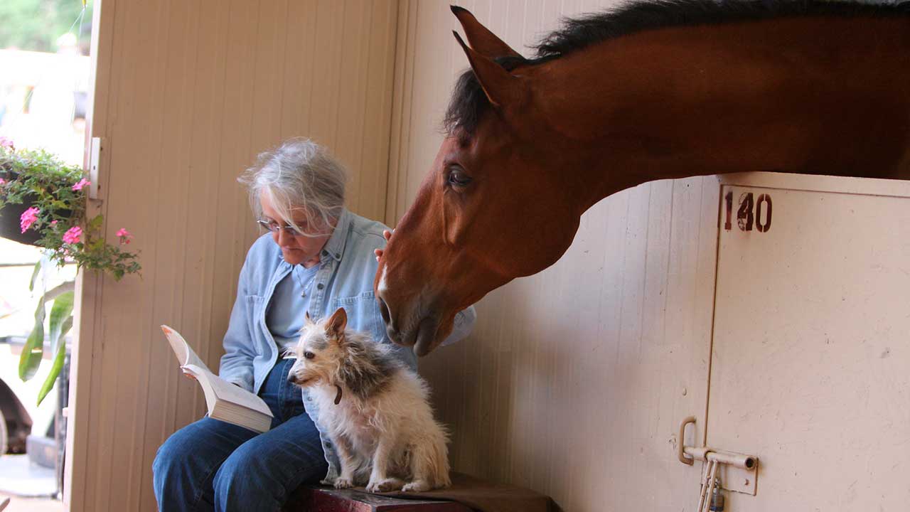 Braided show horse in bridle at equestrian event, close-up in black and white, highlighting horse grooming and elegance.