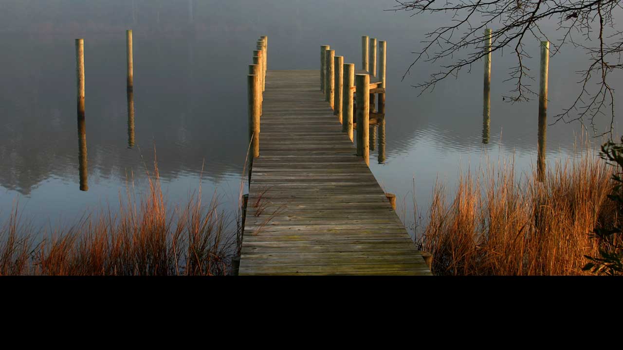 Braided show horse in bridle at equestrian event, close-up in black and white, highlighting horse grooming and elegance.
