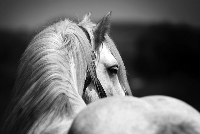 Black and white close-up of a white horse's head, showcasing its flowing mane and expressive eye, with a blurred background creating a dramatic, artistic effect.