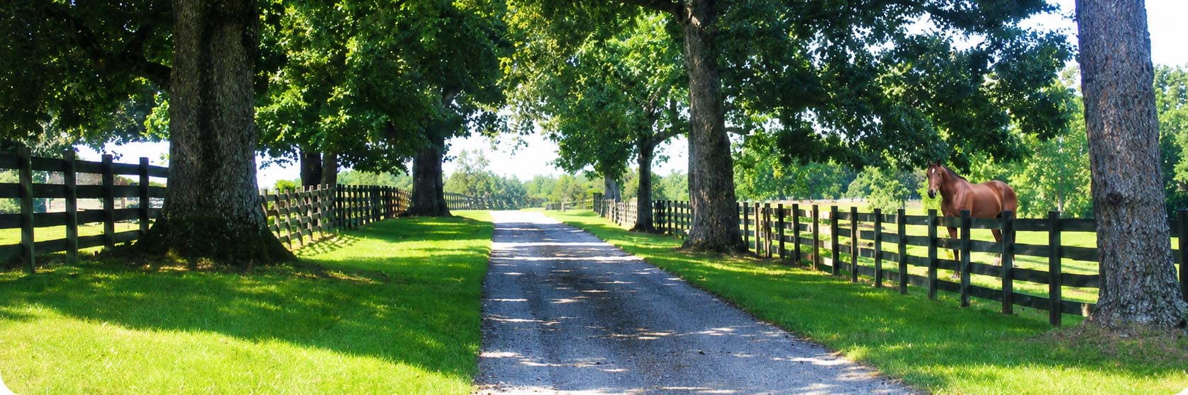 Luxury horse farm near Charlottesville with tree-lined driveway, board fencing, mature trees, and private Central Virginia countryside setting