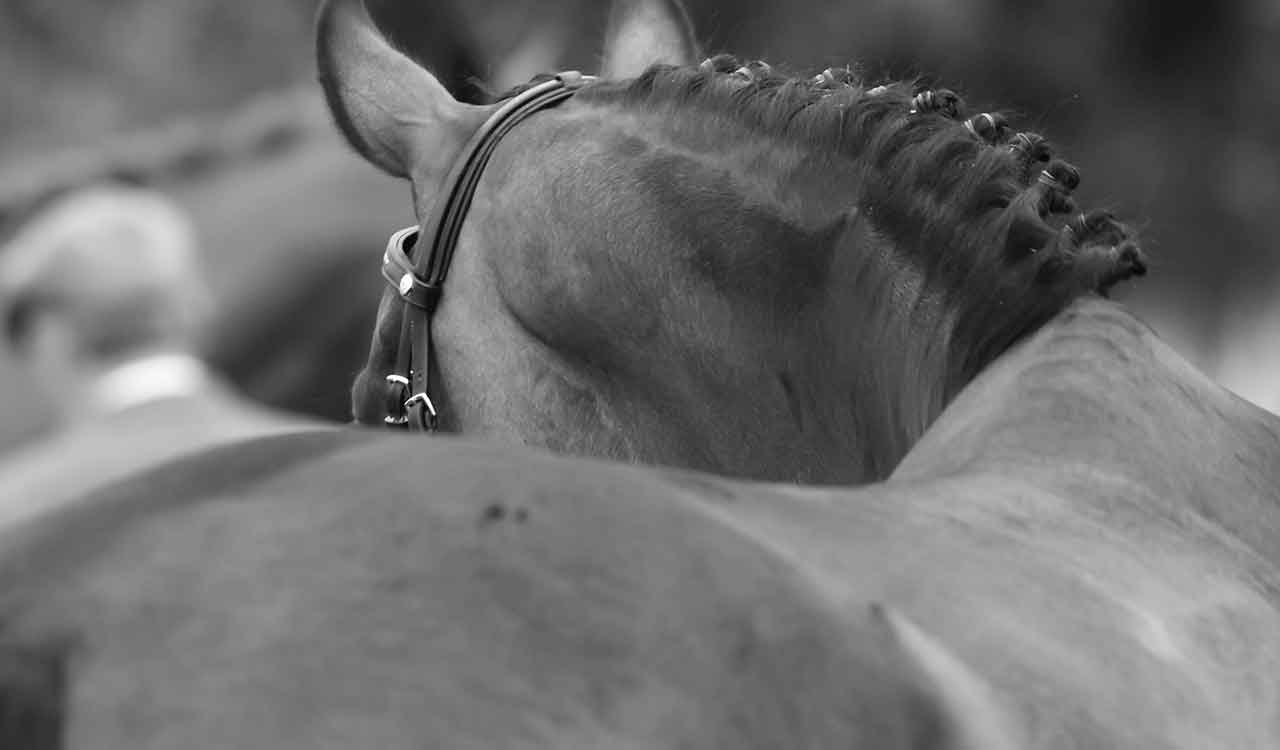 This image captures a close-up of an equestrian's leather riding boot and saddle, highlighting the craftsmanship and detail of the gear.