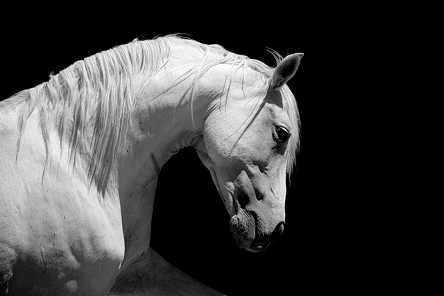 Grey Dressage Horse